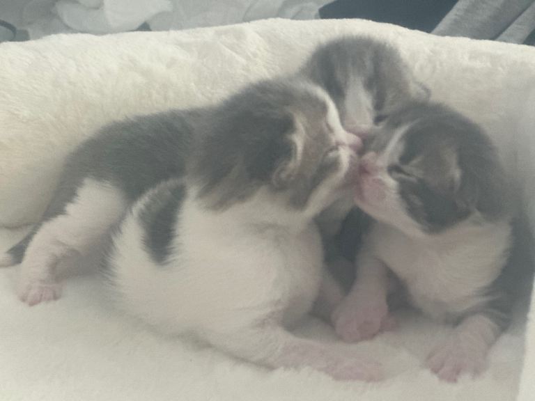 Adorable kittens