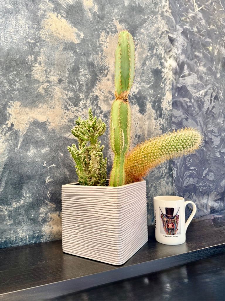 3 large Cactus Plants in grey Striped Pot - plant pointing to sides been in position for years