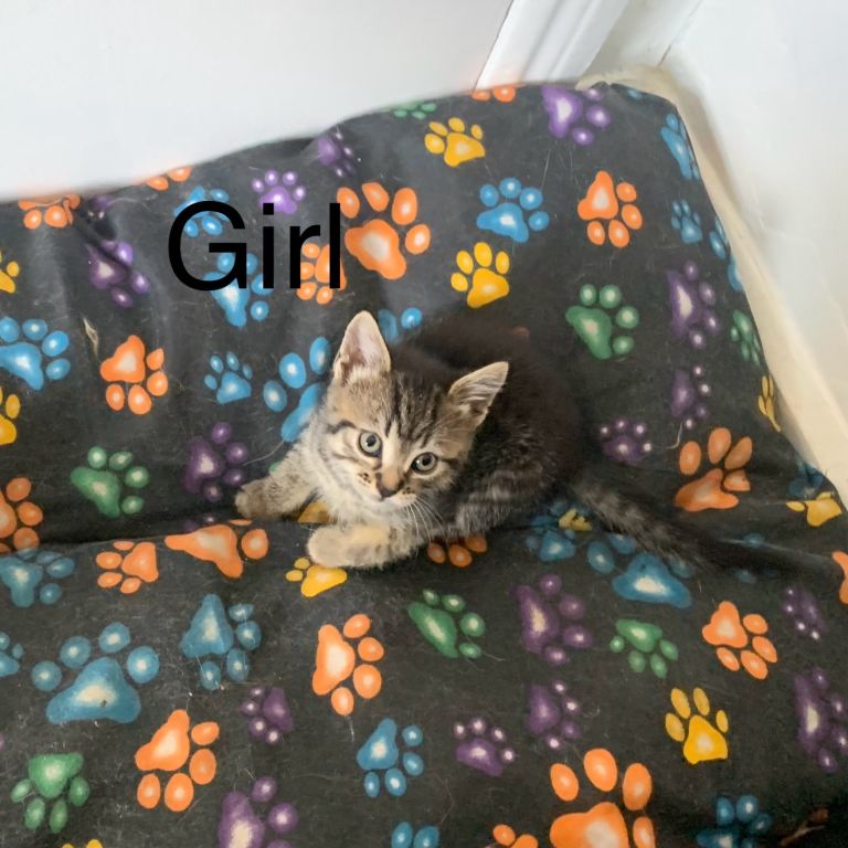 Kittens for sale £60 each 2 left available now tabby and white mix
