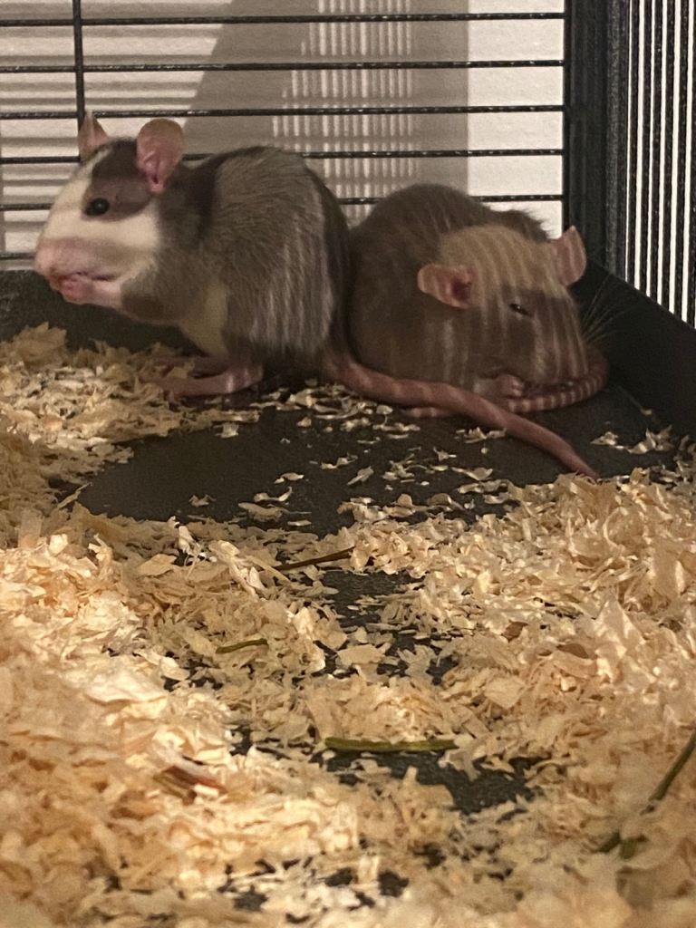 3 female rats and cage
