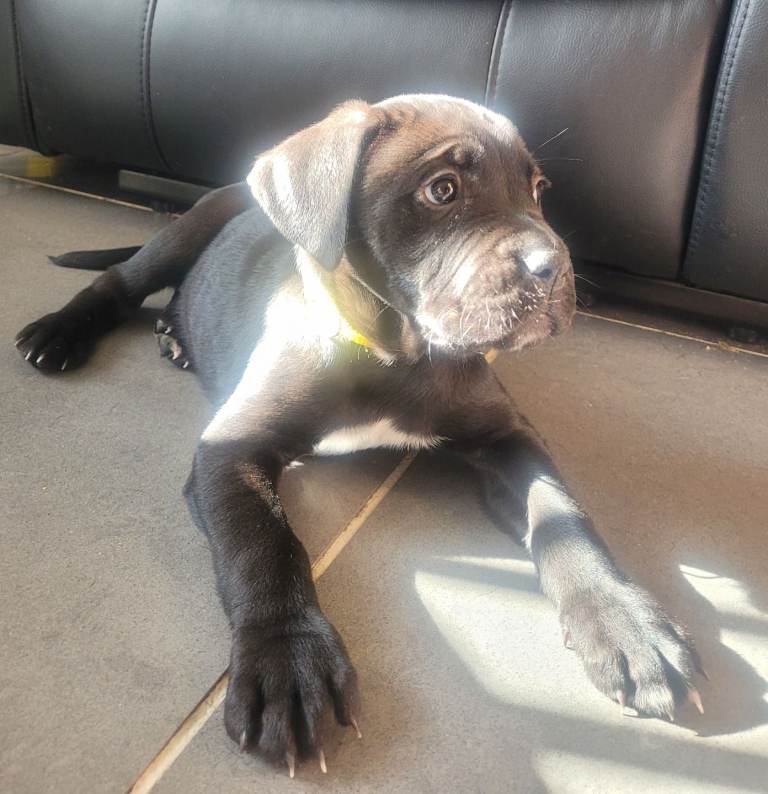 4 STUNNING FEMALE CANE CORSO PUPS AVAILABLE