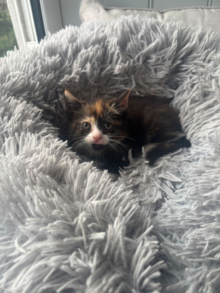 Half Persian kittens ready now 