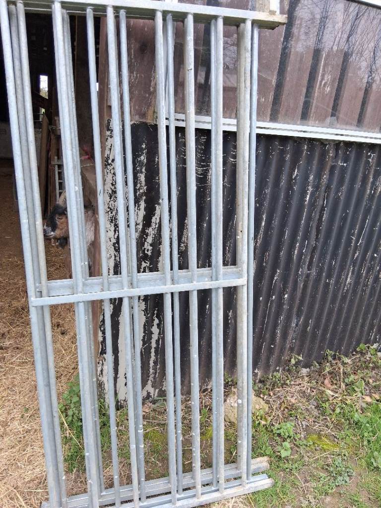 Sheep hurdles for sale £20 each