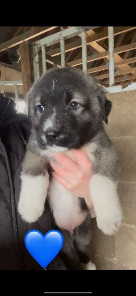 Caucasian x Turkish kangal
