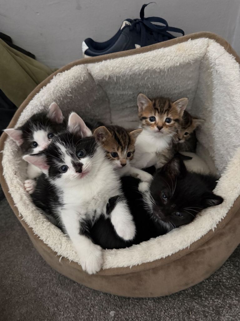 Kittens  ready now 💙 2 beautiful boys
