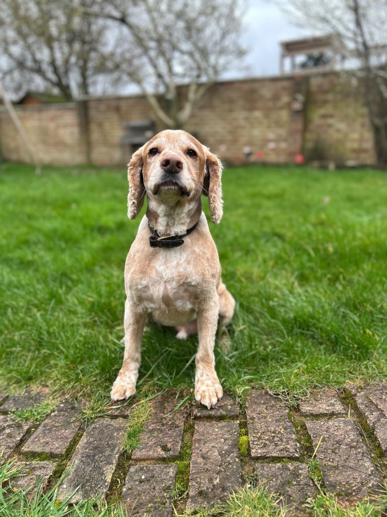 Male Cocker Spaniel