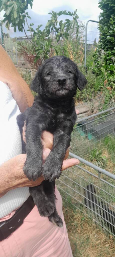 Bedlington whippet puppies 