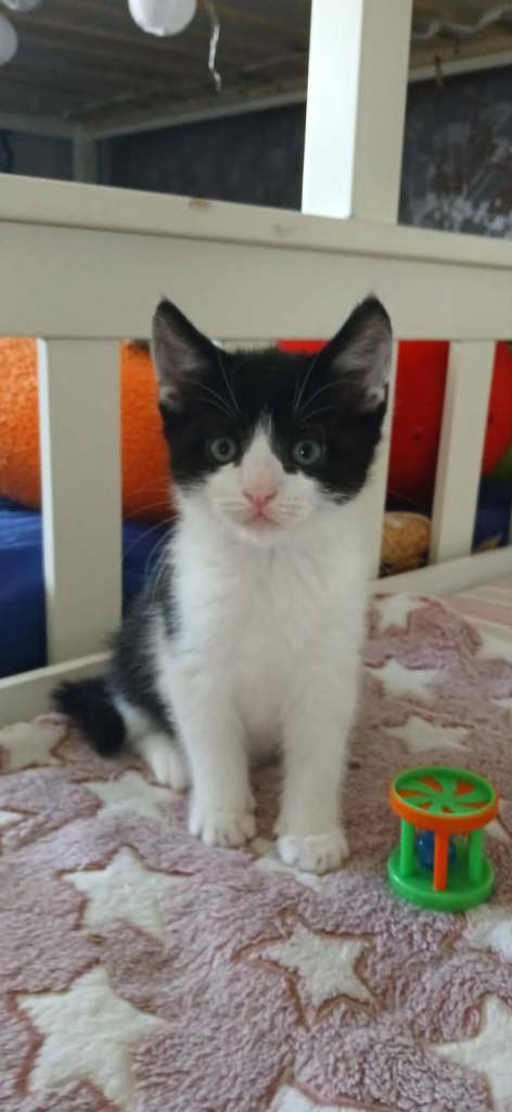 KITTENS READY NOW  - 3 X BLACK AND WHITE – BORN 28 APRIL