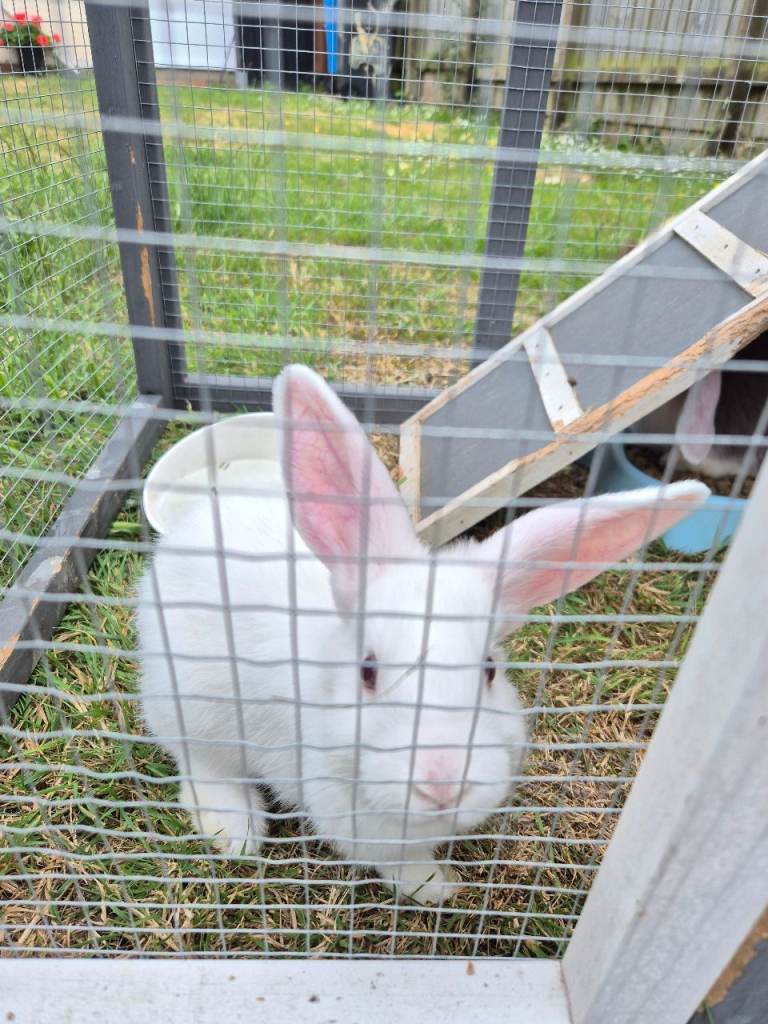 BABY RABBITS
