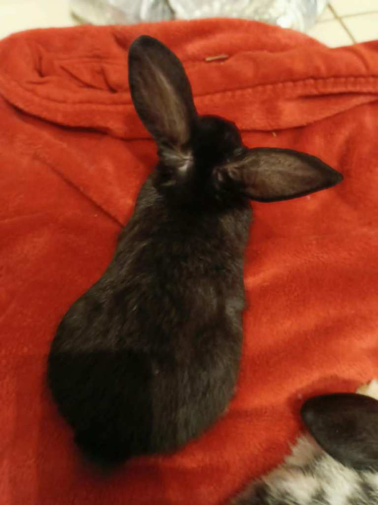 Baby rabbits ready to go