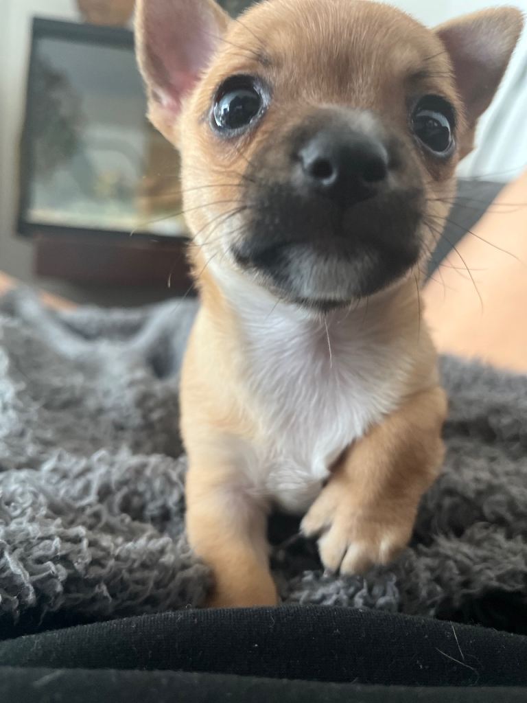 Tan & white chihuahua puppy 