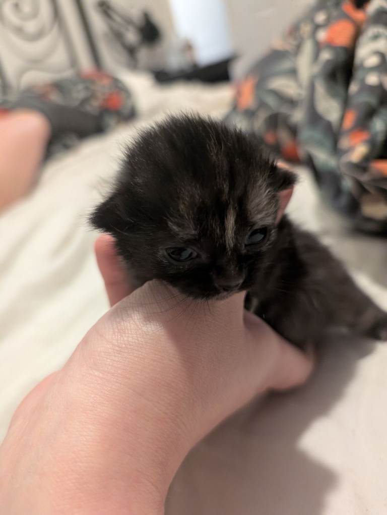 One ginger boy and one calico girl available 