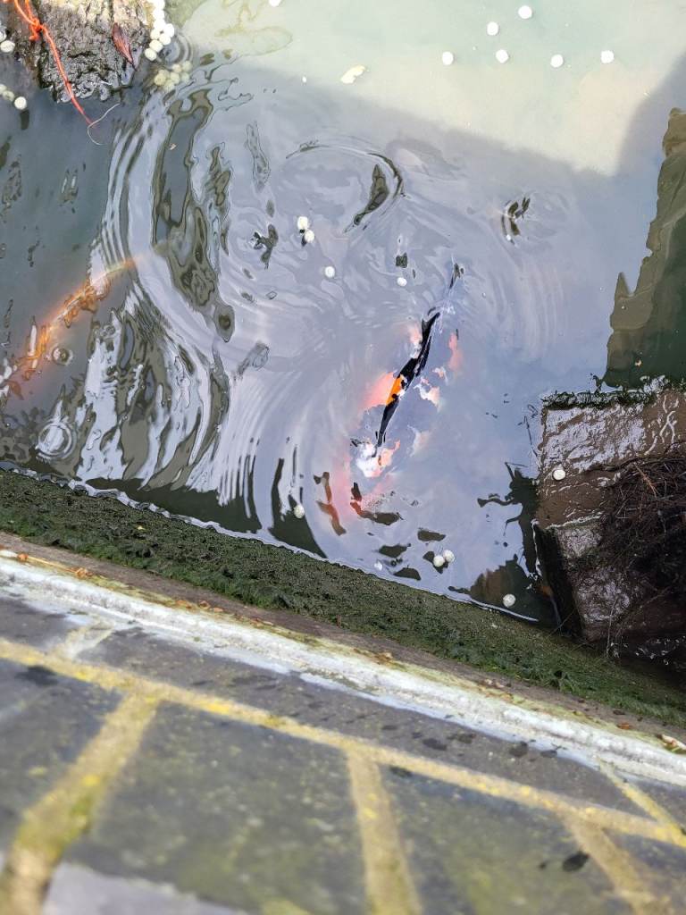 Koi/Carps for a quick sale 