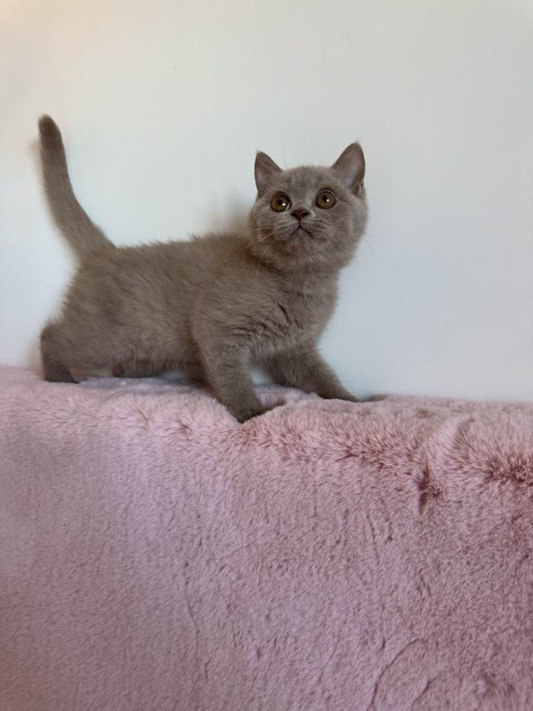 British Shorthair Kittens