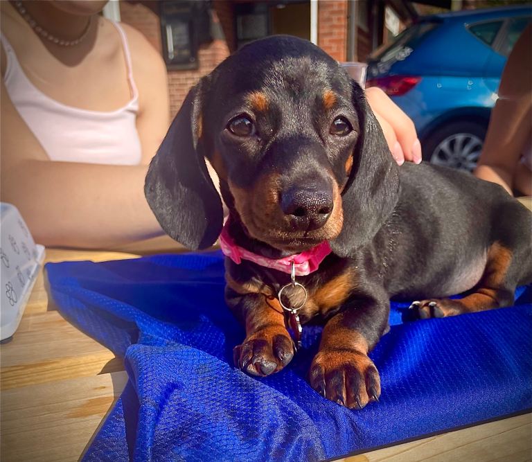 8 months black & brown Dachshund, Female