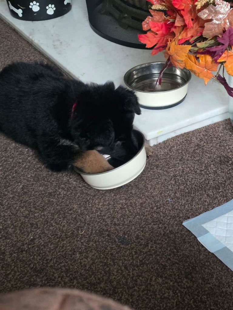 Gorgeous German Shepherd male.