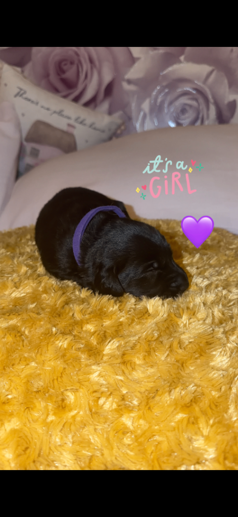 🖤✨ 4 Chunky black German shepherdor’s✨ 🖤