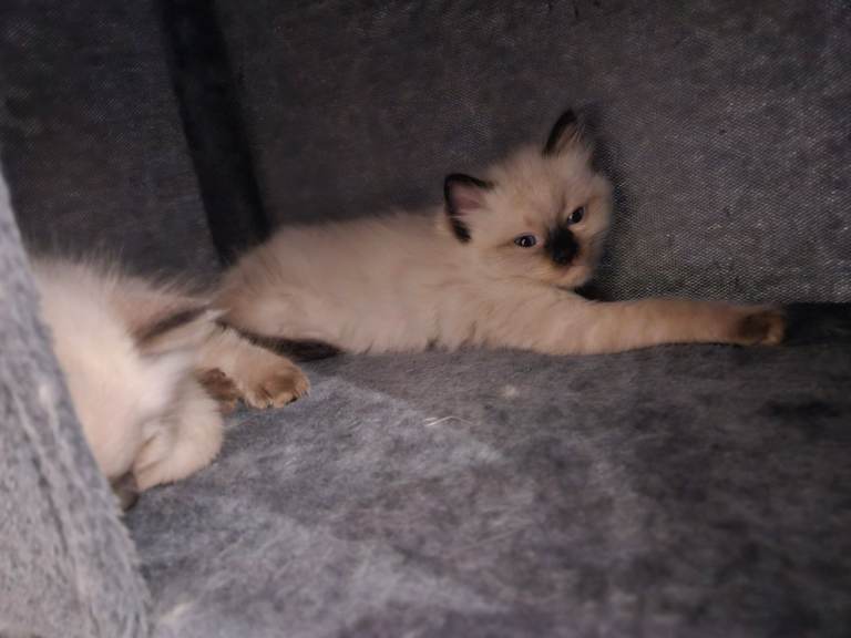 Beautiful Male ragdoll kittens