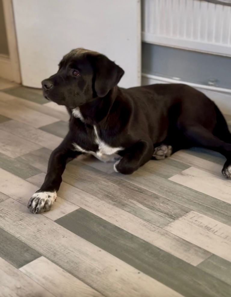 Cane corso mix with corcasion shepherd 