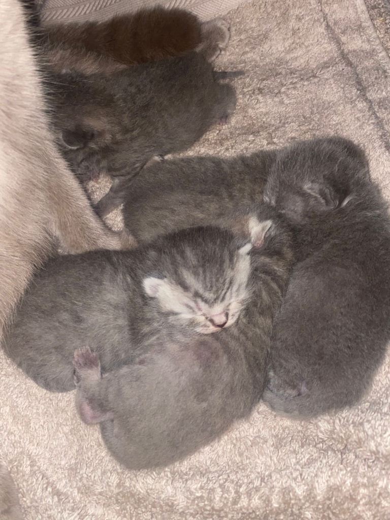 British shorthair kittens