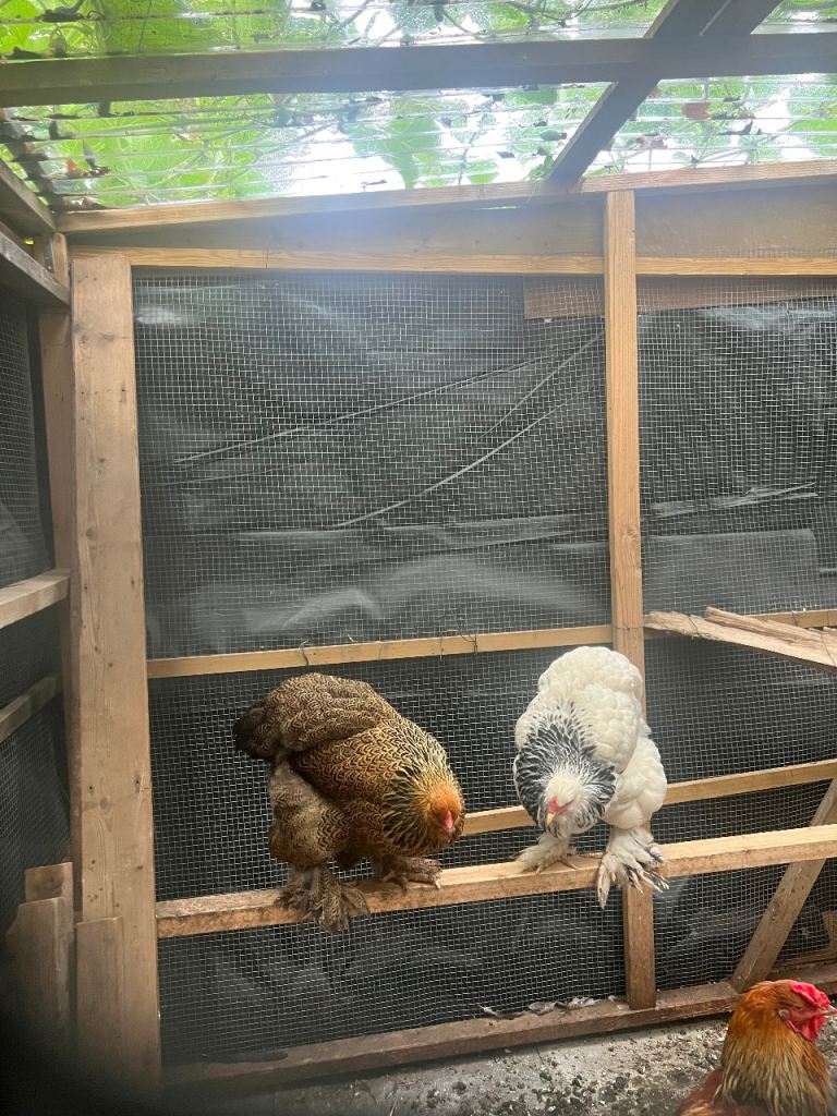 Chickens for sale 