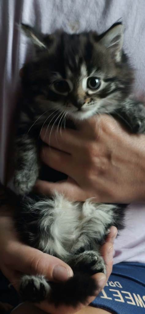 Lovely kitty 