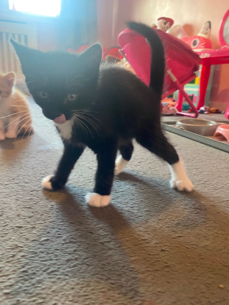 Kittens, ready now