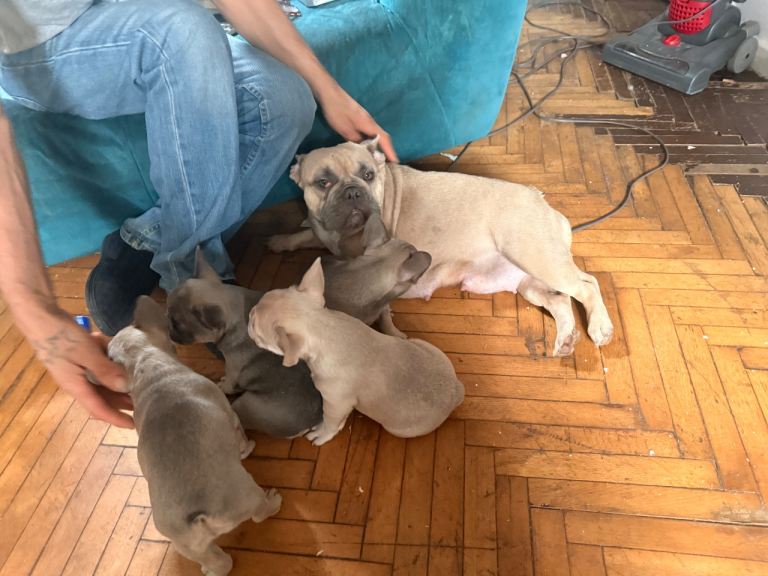 French Bulldog puppies