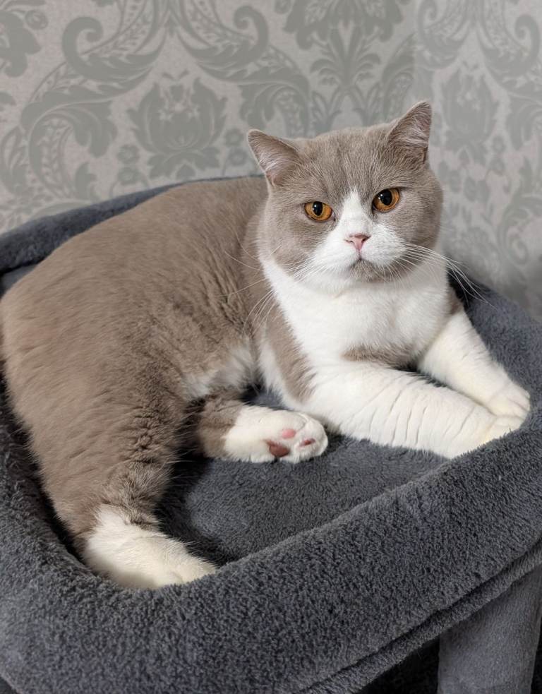 British short hair male 15 months old