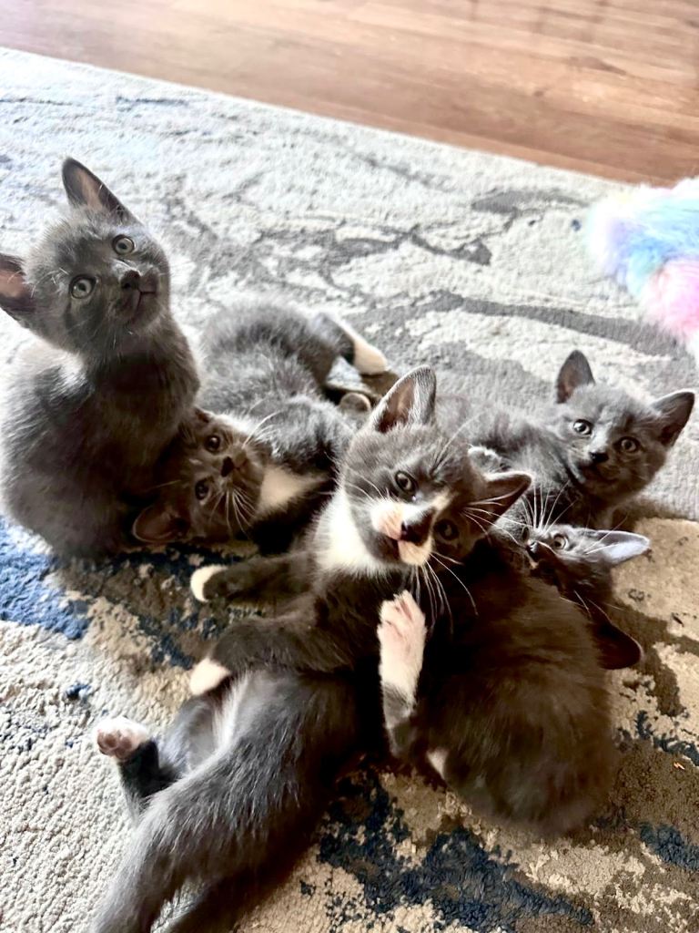 Beautiful half Russian blue kittens for sale 