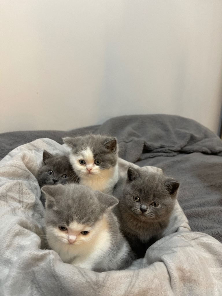British shorthair cats for sale 