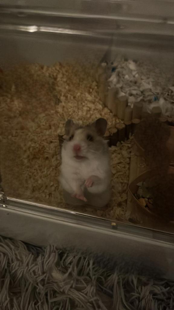 Hamster with full set up