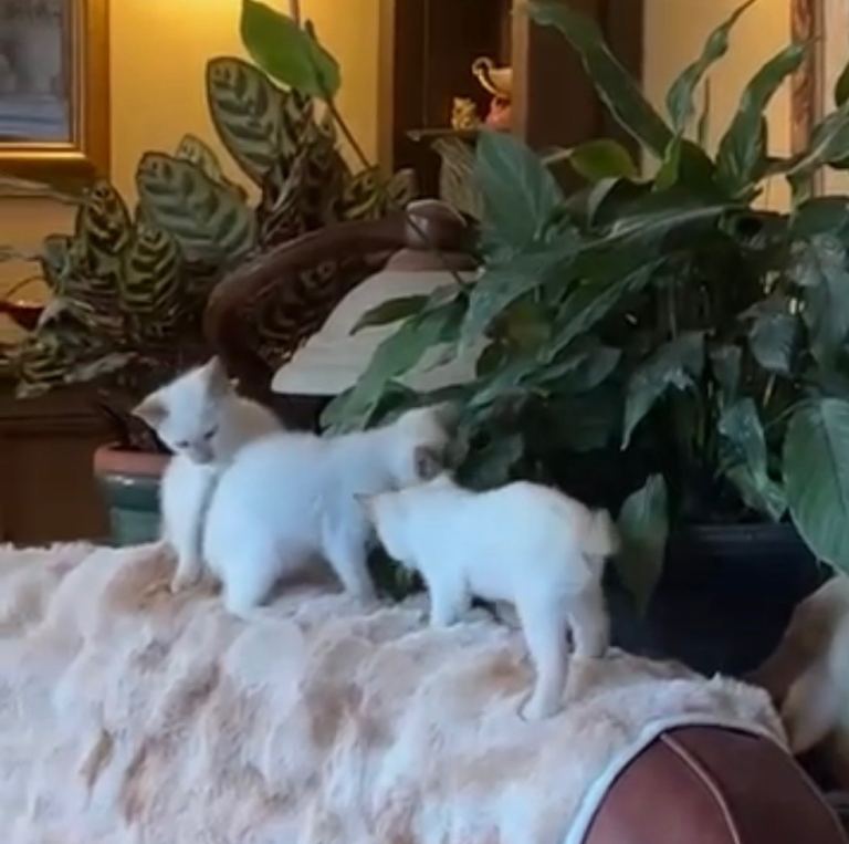 Siamese kittens 