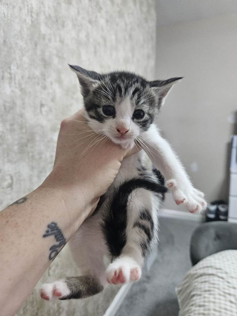 Kittens for sale 