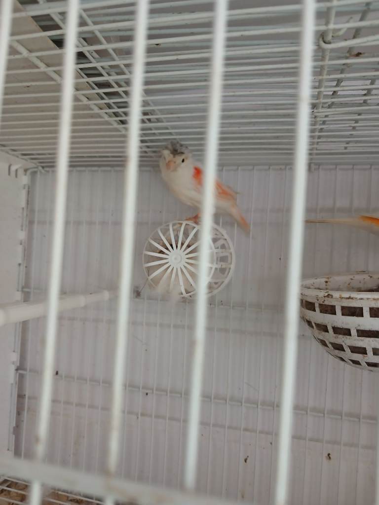 Dimorphic canaries fir sale