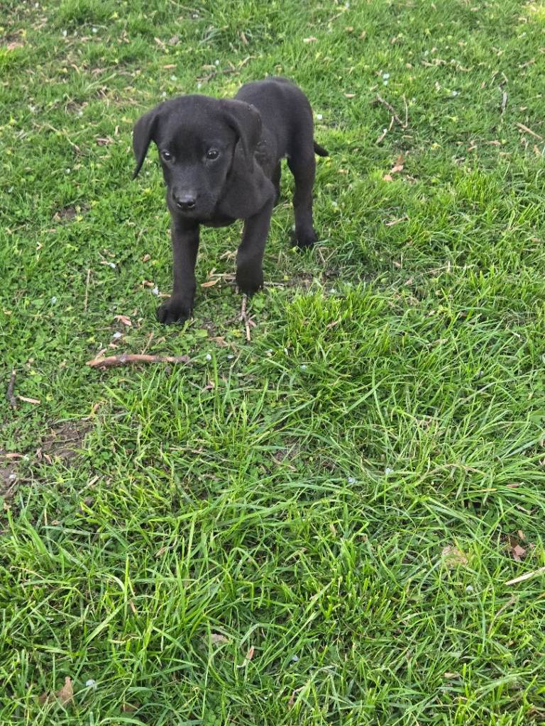 Labrador puppies 