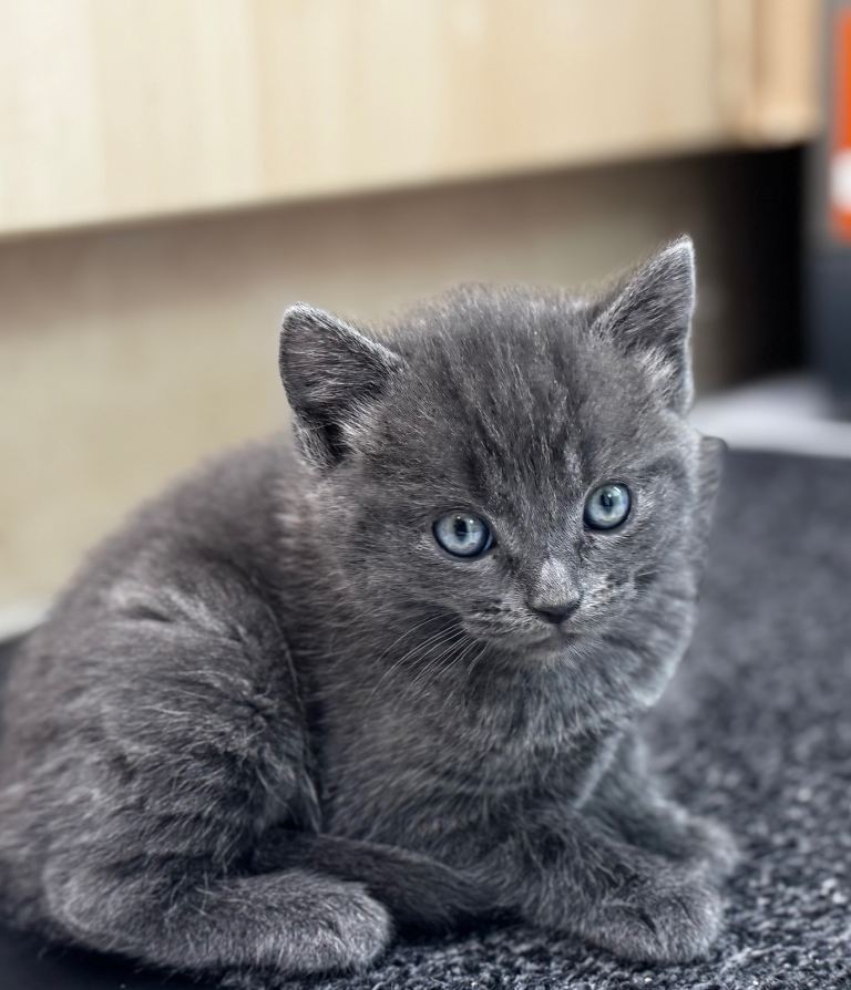 Half Ragdoll Kittens