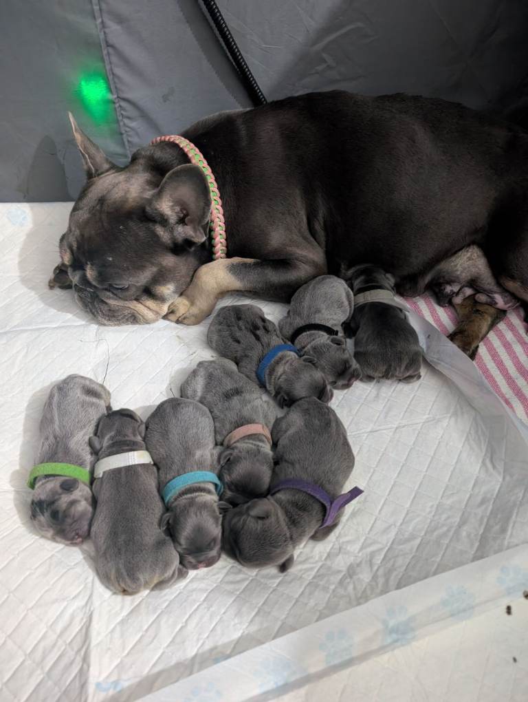 French bulldog 
