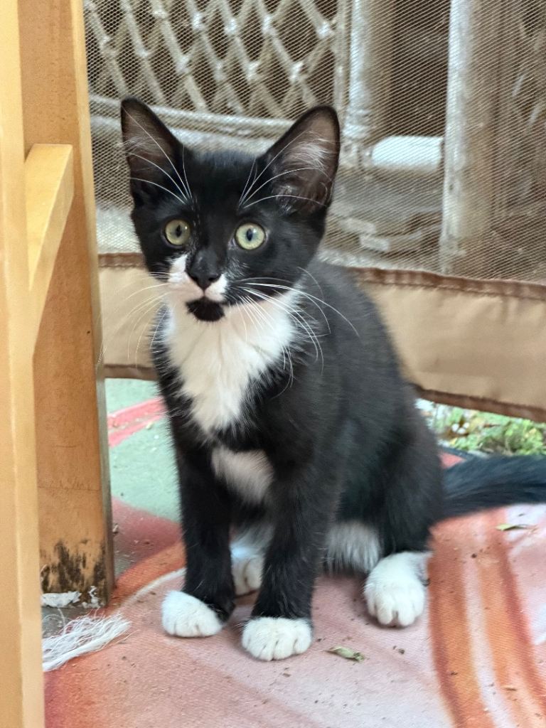 Beautiful female kitten 