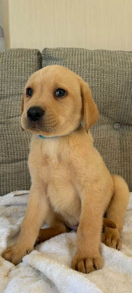Labrador puppies 