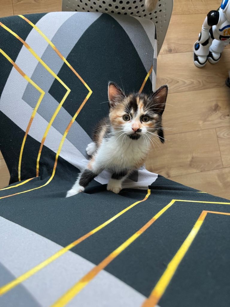 Ragdoll mix kittens 