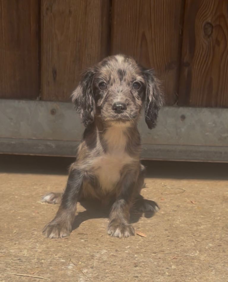 Cocker spaniel puppies 