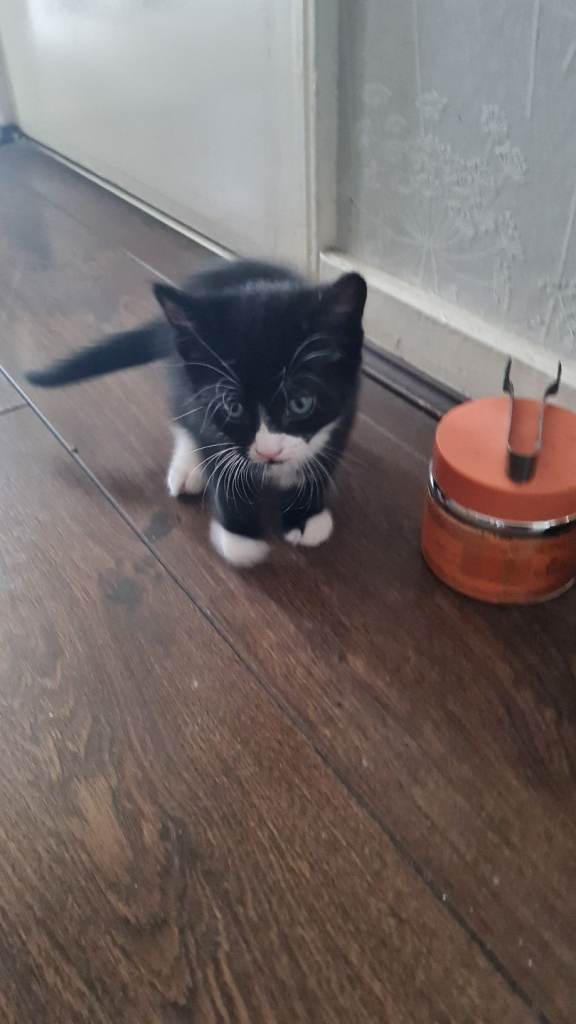Kittens 