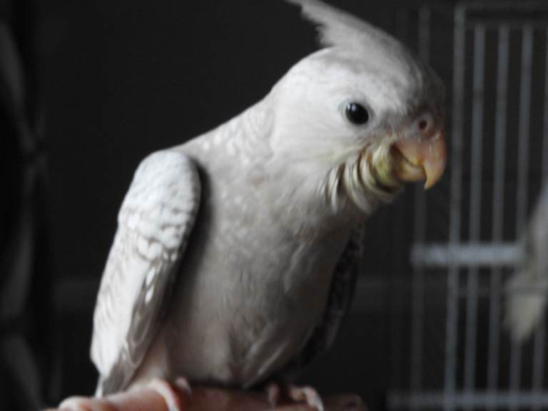 Hand Reared  Cockatiels