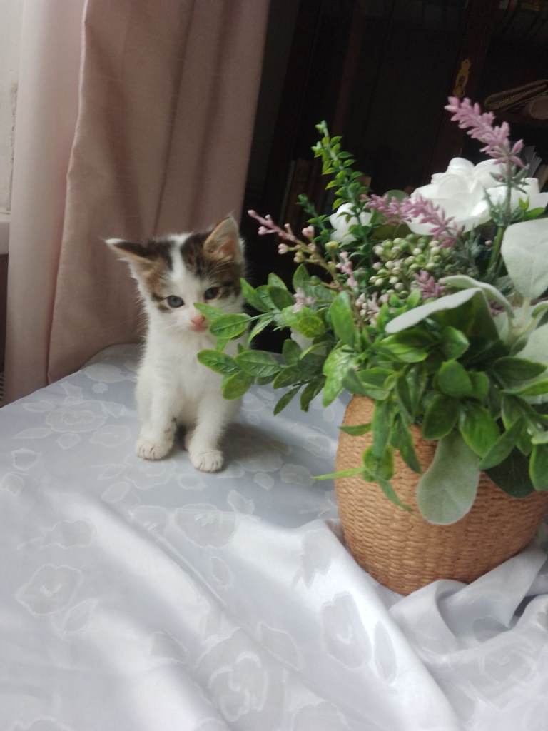 4 beautiful kittens ready to leave 