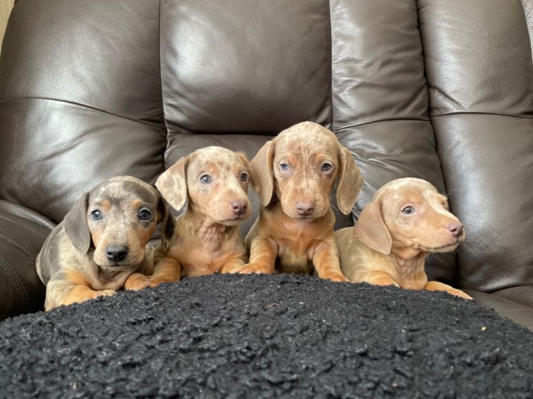 Dapple smooth coat dachshund puppies