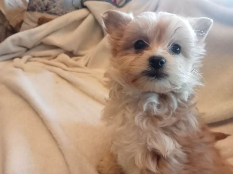 DAINTY LITTLE LADIES