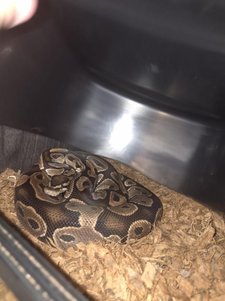 3 royal pythons 2 females and 1 male 