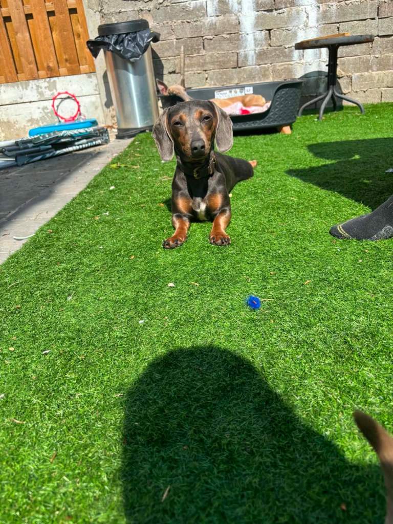 Blue and tan daschund female