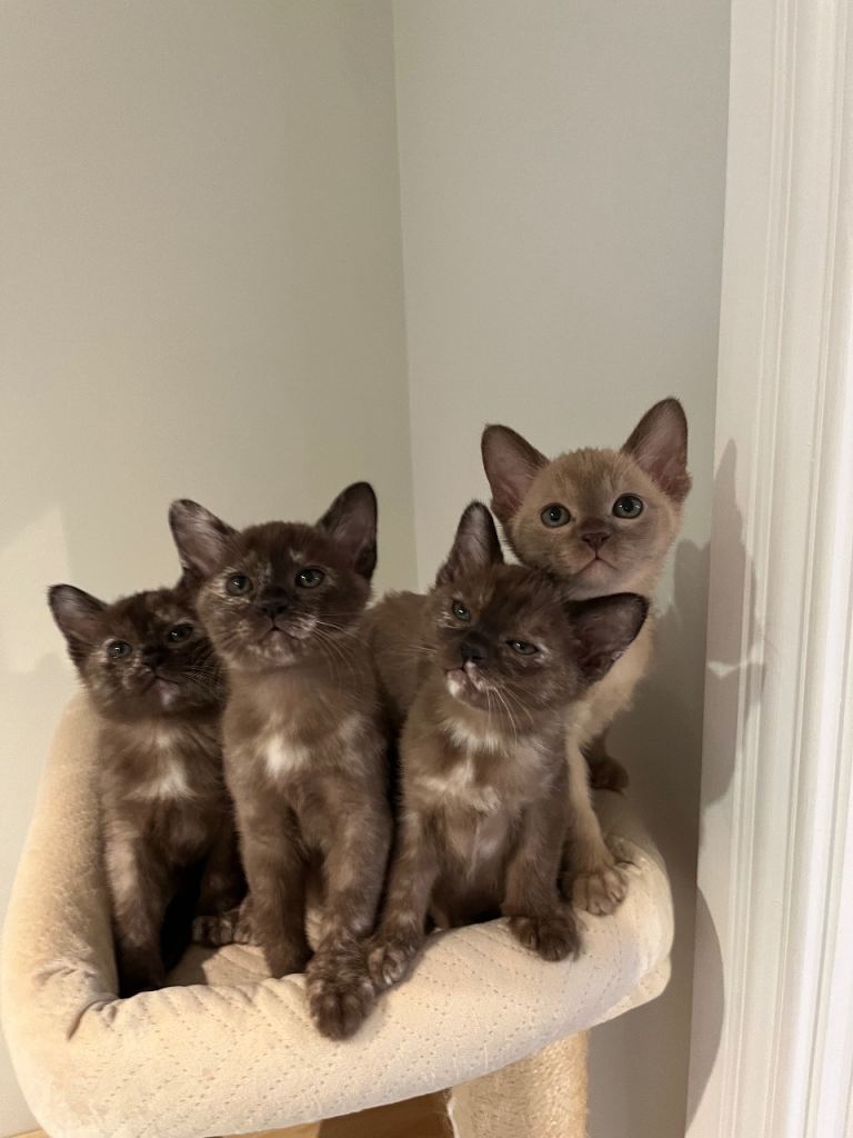 🐾 Beautiful Burmese Kittens 🐾